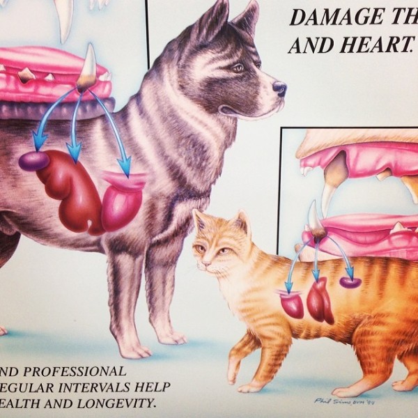 From Instagram: Vet chart. How to train your animal to find the tasty bits?
