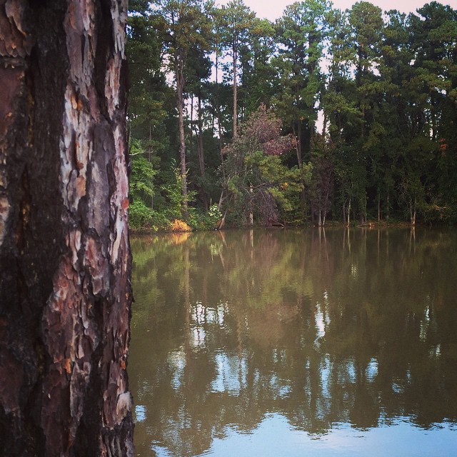 North Carolina swamp