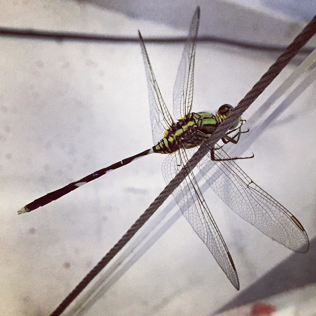 Dragonfly visitor #OpIndie