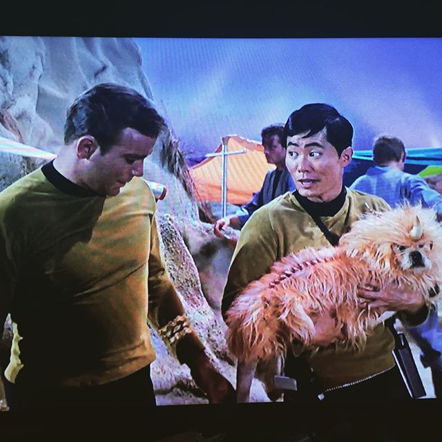 This annoyed dog is the only reason I'll ever need to rewatch TOS. #StarTrek #SkinnerCo