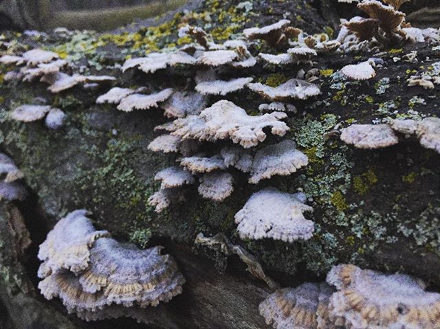 Forest Coral