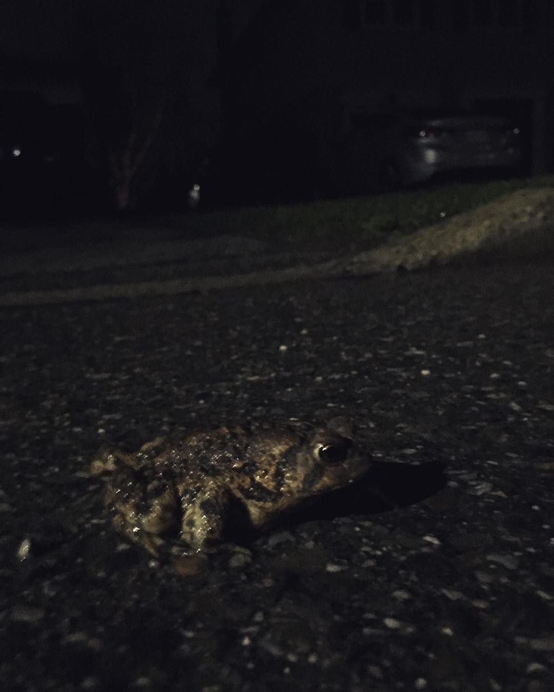 Road Toad, Camo'd (Mr. Toad's Wild Hide)
