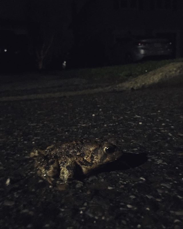 Road Toad, Camo'd (Mr. Toad's Wild Hide)