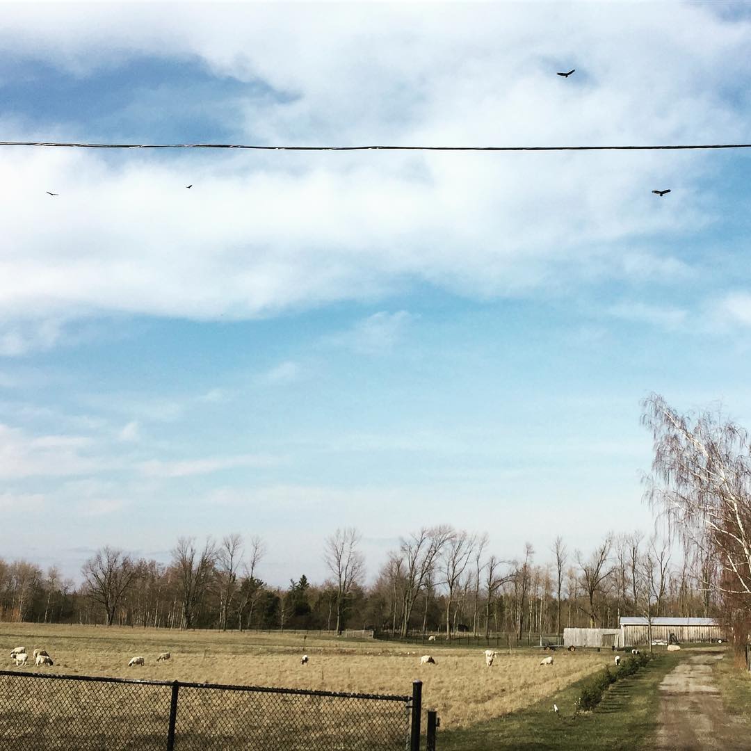 Turkey vultures waiting on table service