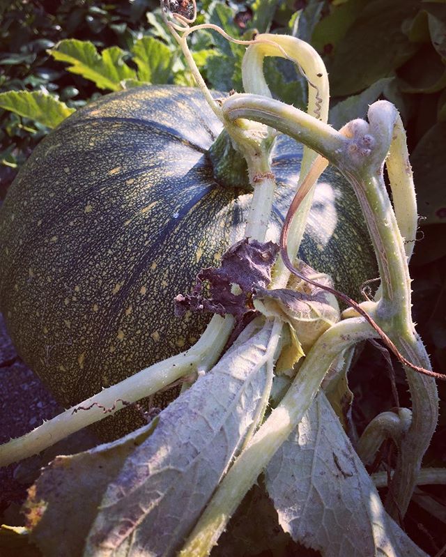 Harvest approaches