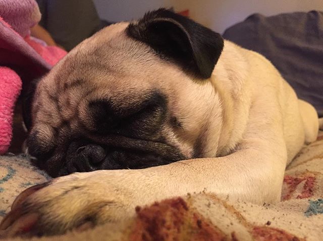 Anyhow, here’s a tired pug.