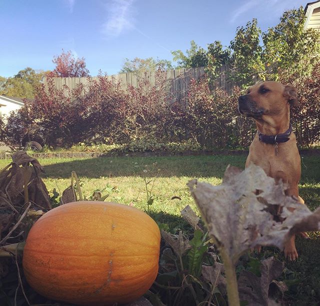 Pumpkin