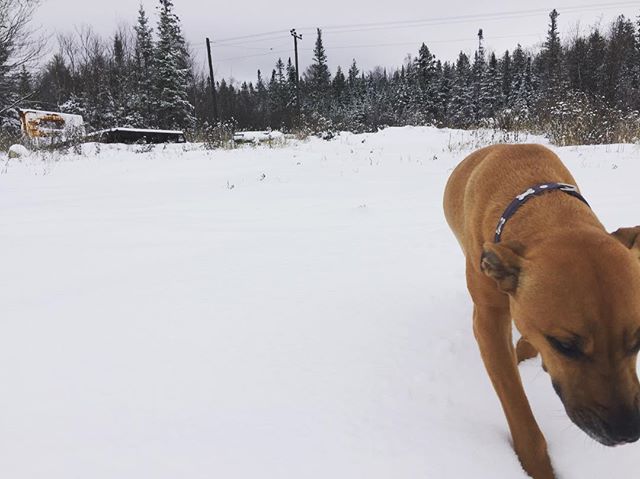 Sniffing Snow