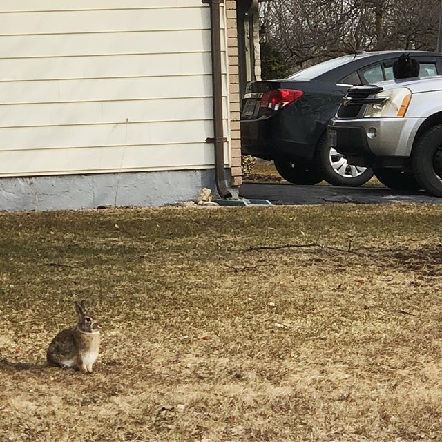 He’s a bunny, she’s a cat - they’re cops