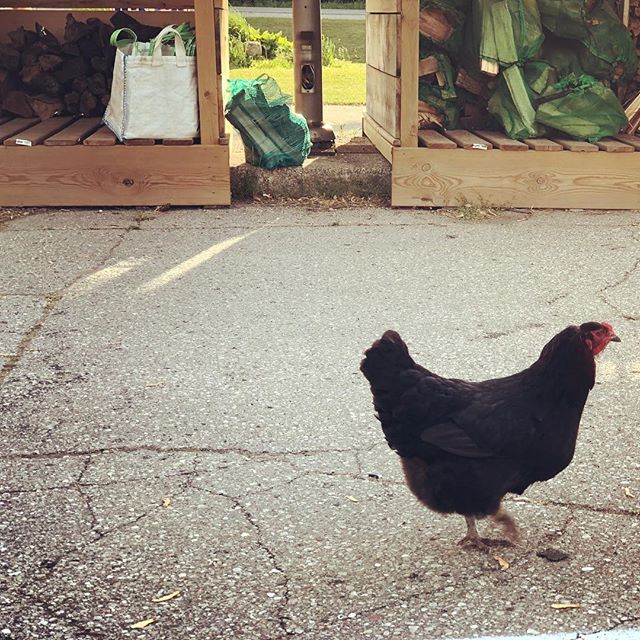 Rooster Vs. Road