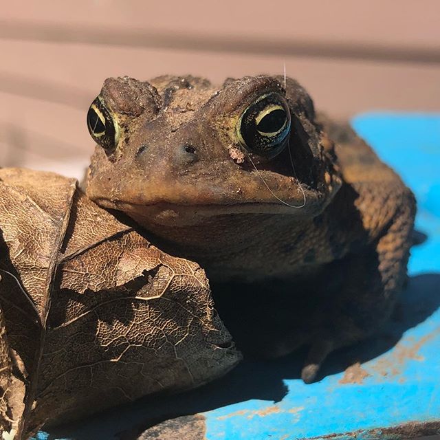 Mr. Toad doesn’t seem enthusiastic about being rescued from the window well