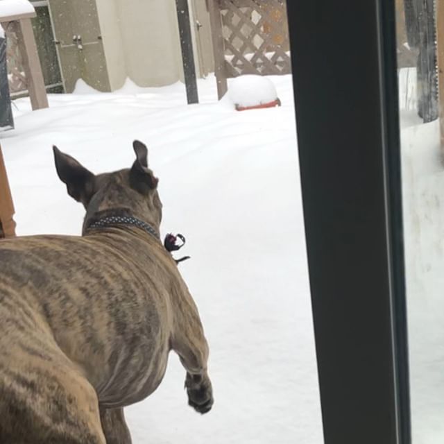 Snow Pug