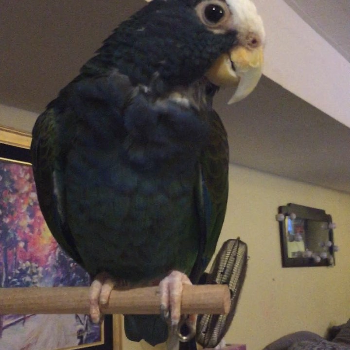 My birb is best birb #perrynormal #helovesme #skinnerco