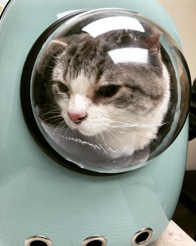 Catstronaut has touched down at the vet’s