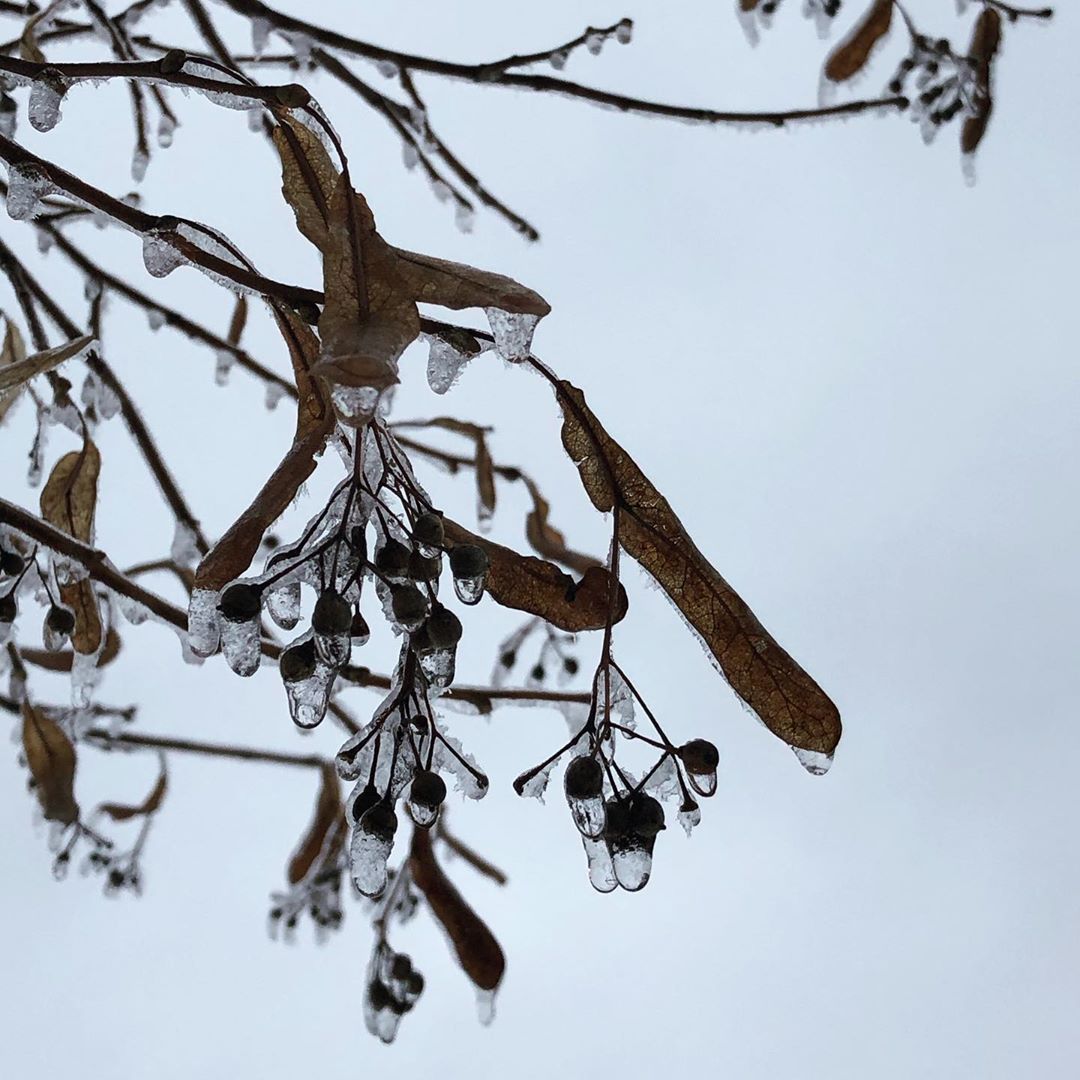 Winter Fruit