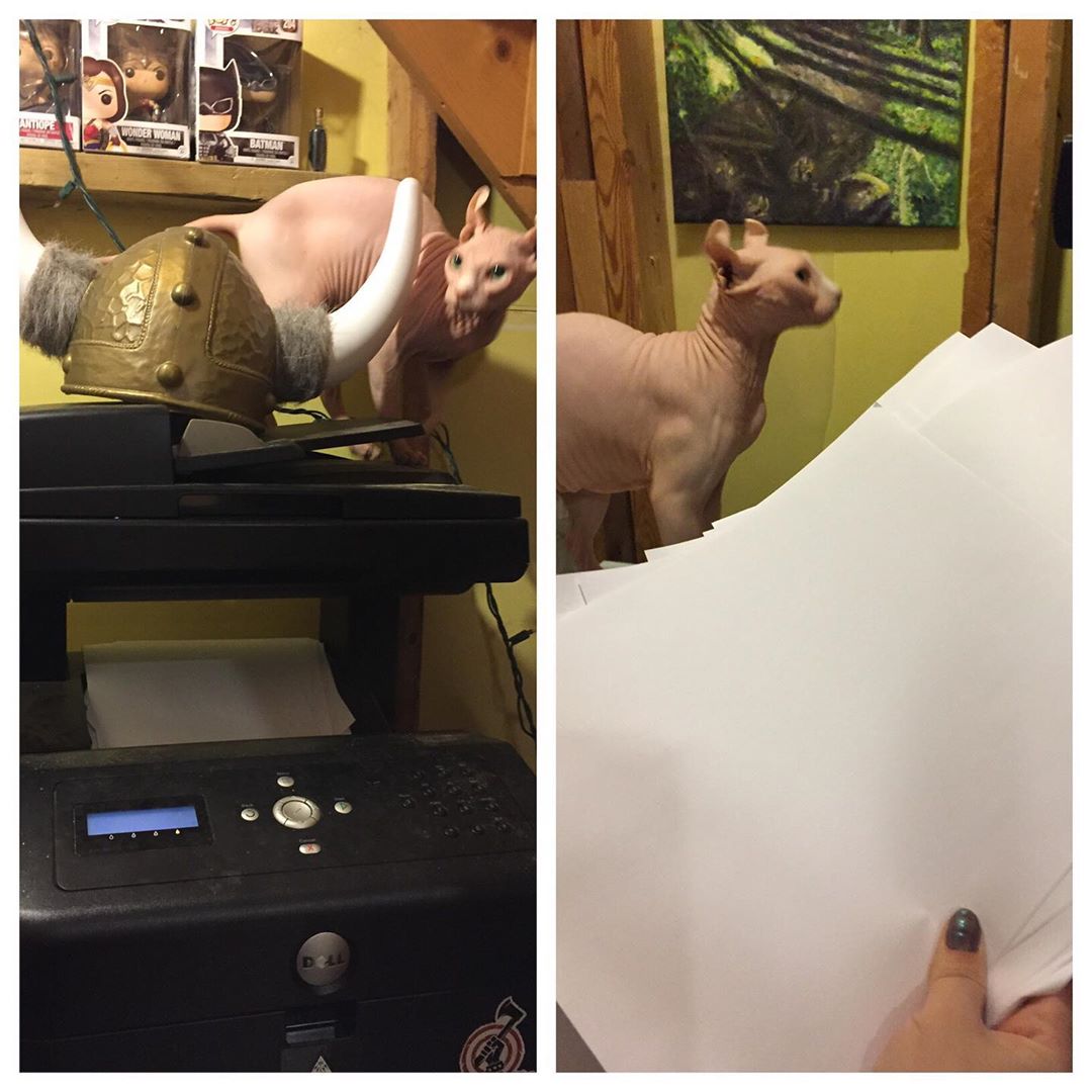 Caught @rip.leyskinner, the Business Cat at it again. Last week I discovered her printing 47 copies of nothing. She’s stepped up production this week with 78 copies of the empty scanner bed. WHO’S GONNA PAY FOR THESE COPIES, RIPLEY!? #whoissheworkingfor #skinnerco