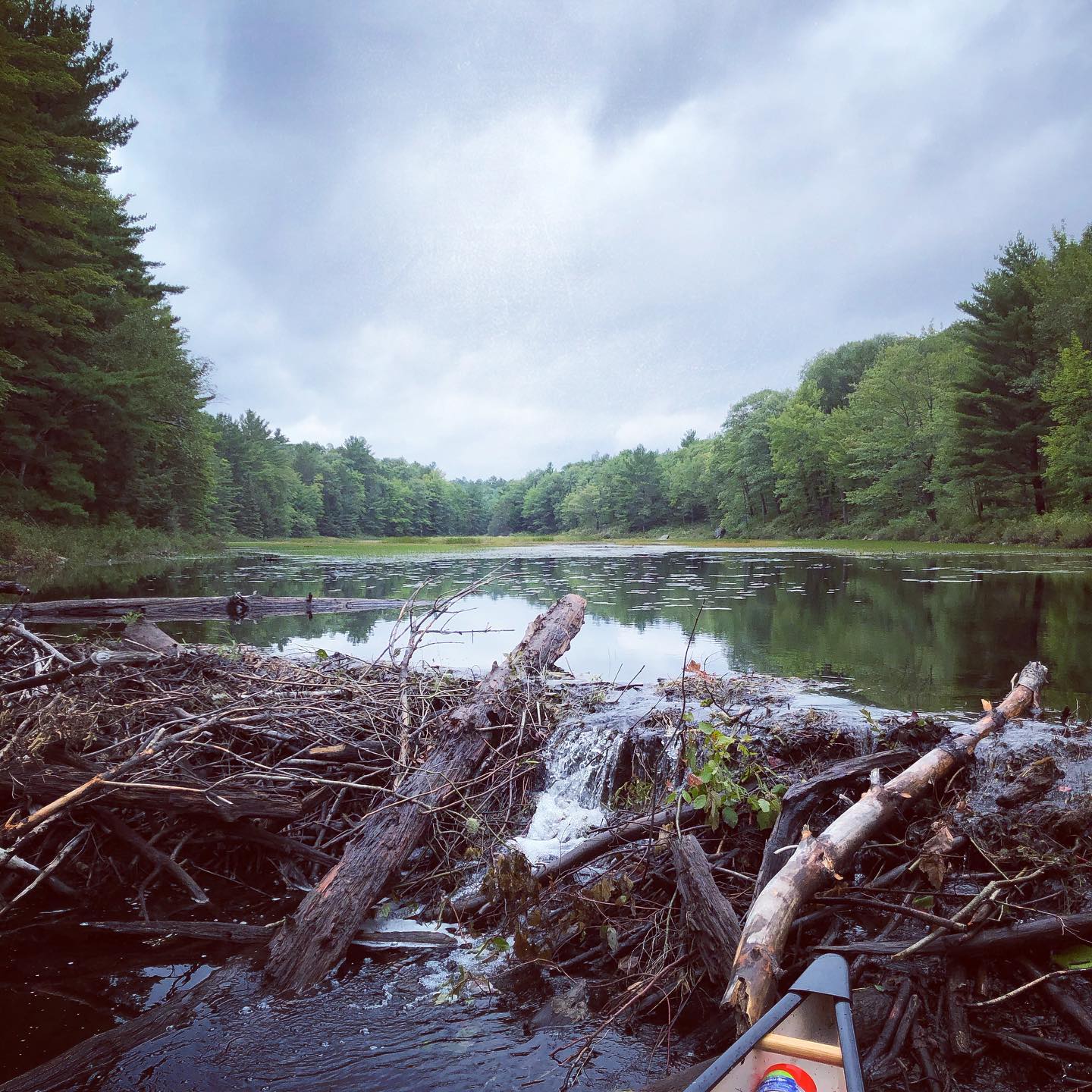 Ever climb a beaver dam?