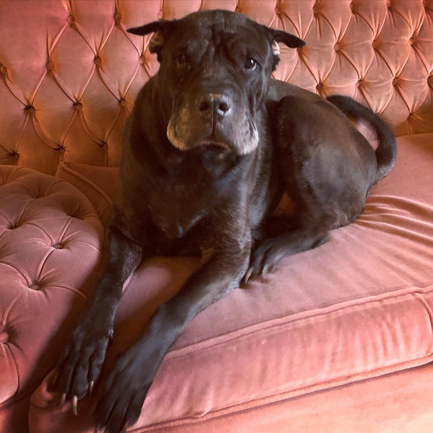 The Gentleman