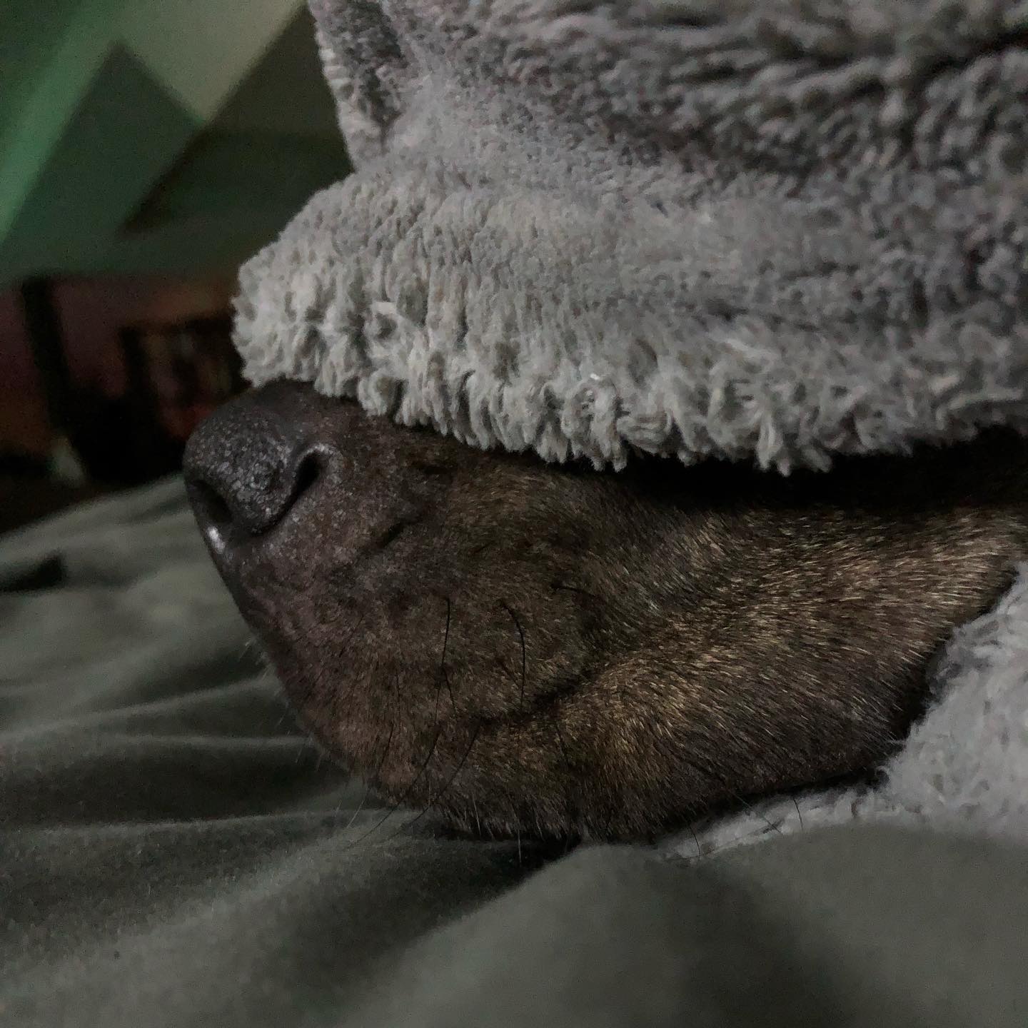 The Invisible Dog