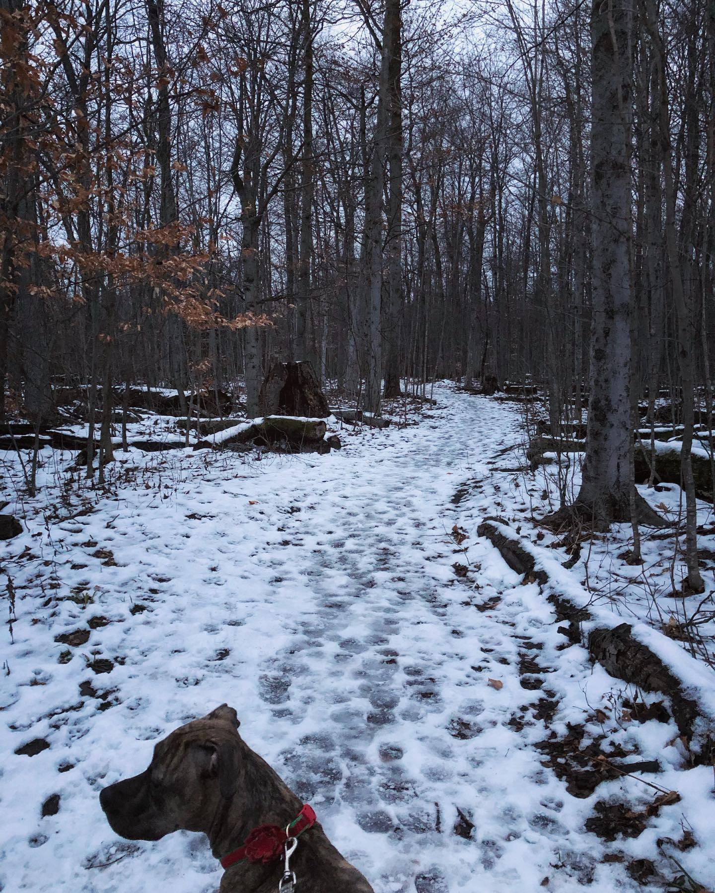 Winter walk