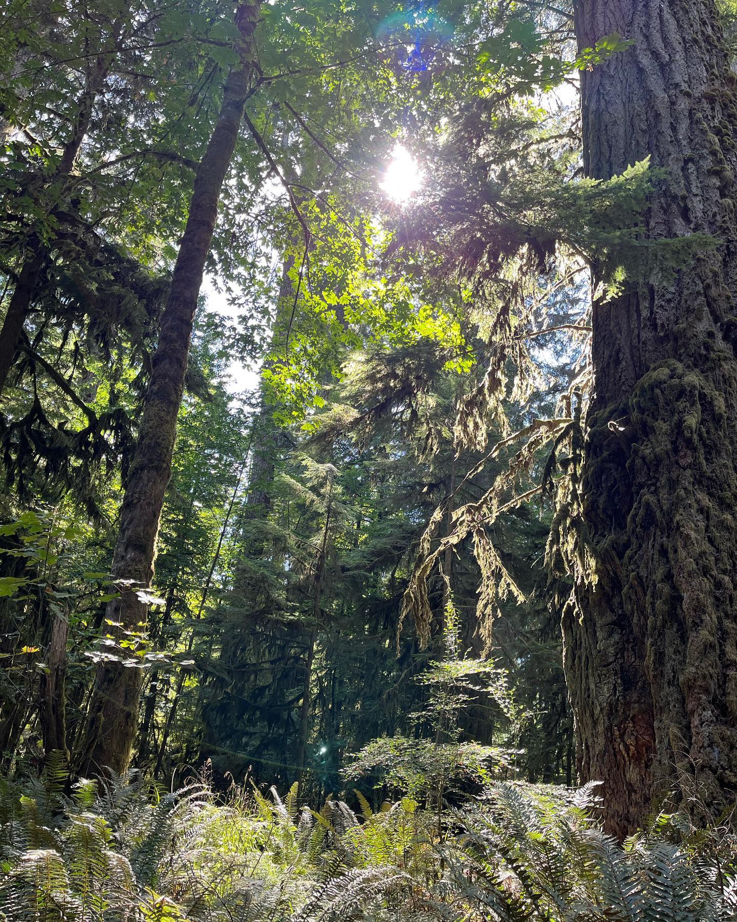 Cathedral Grove