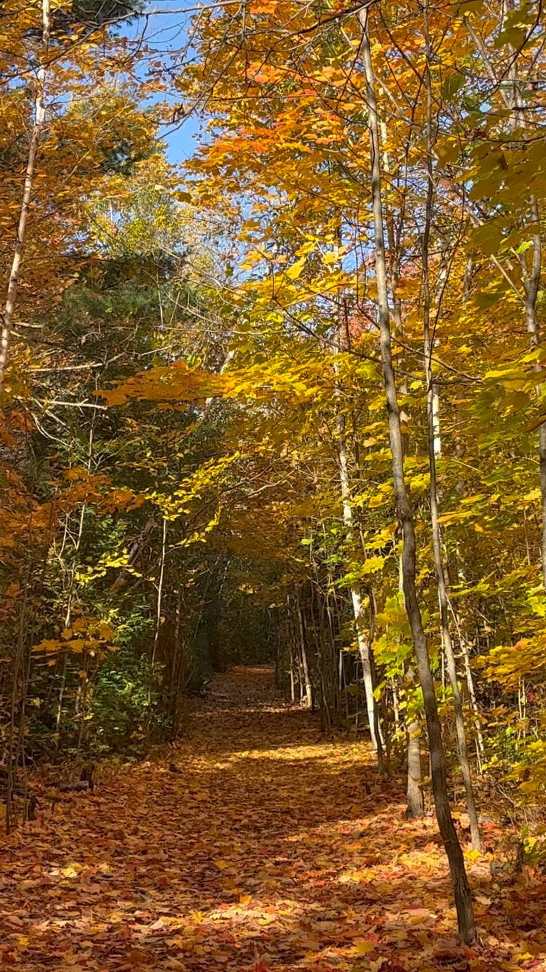 Fall - Skinner Co.