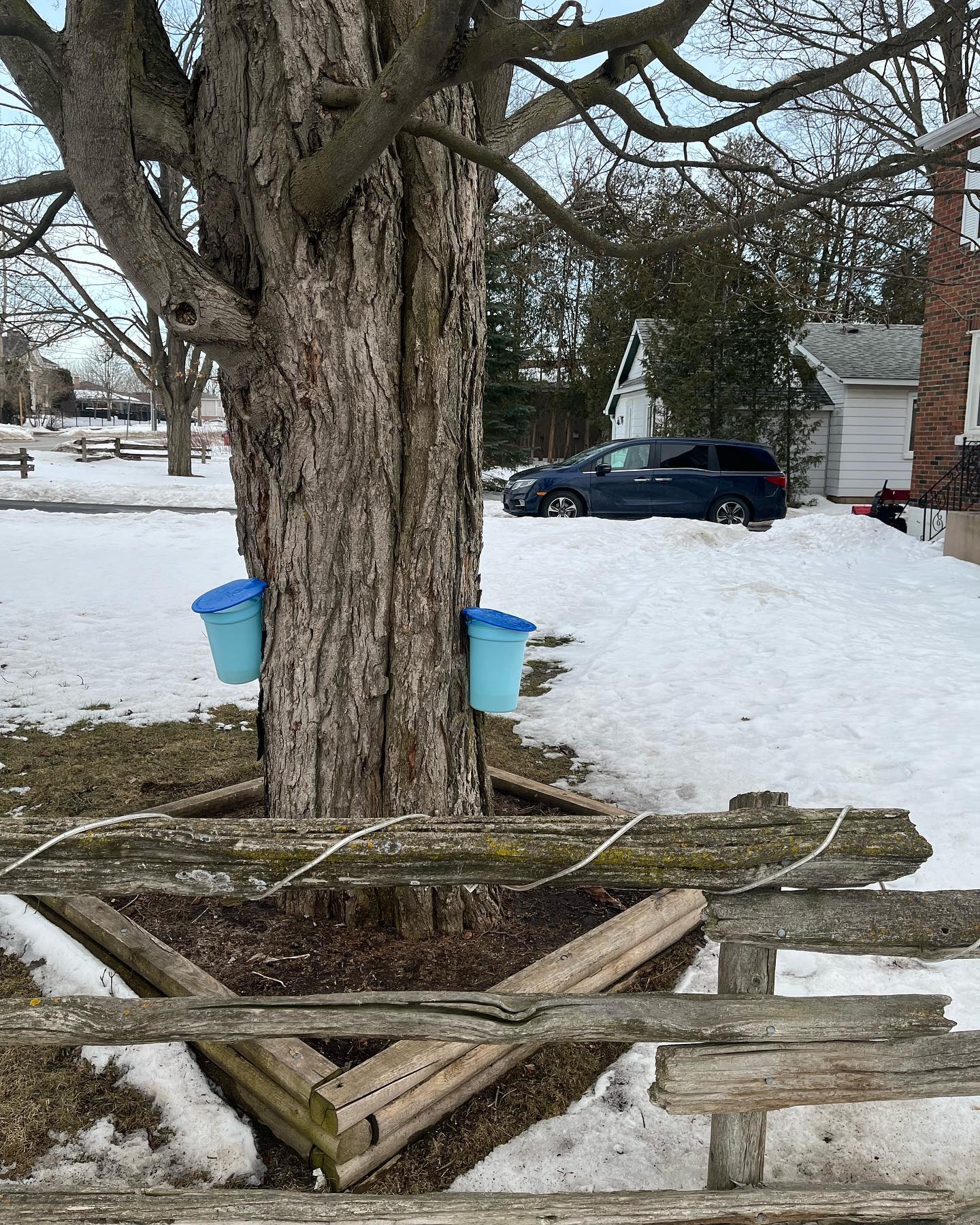 The neighbour’s maple syrup collection.