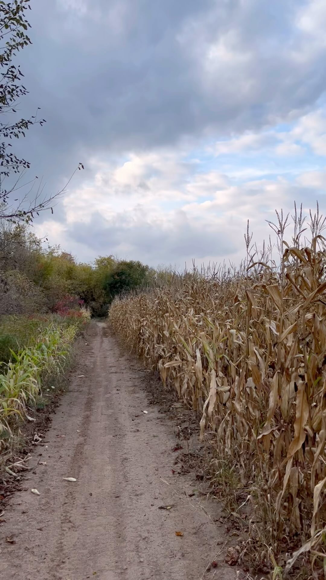 She who walks behind the rows