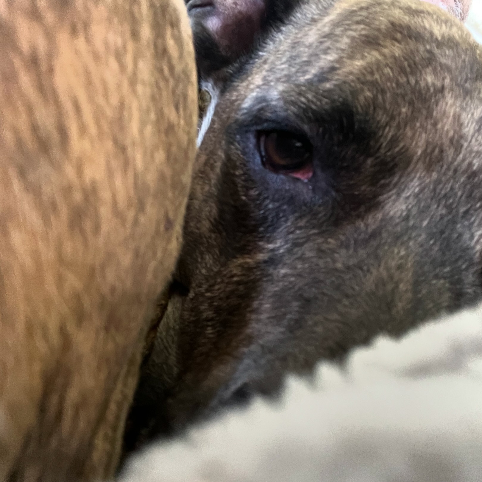 Dog tired