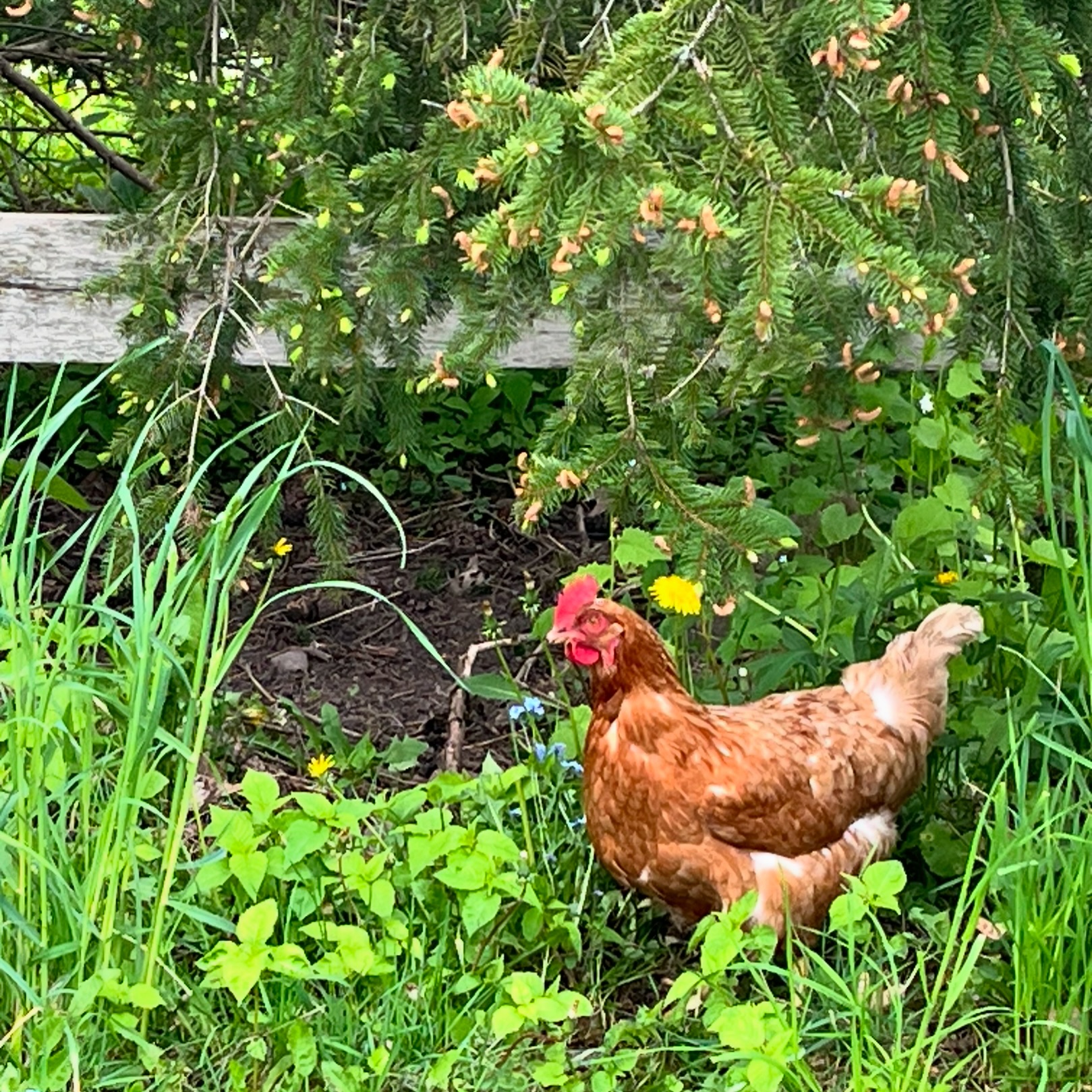 Pastoral
