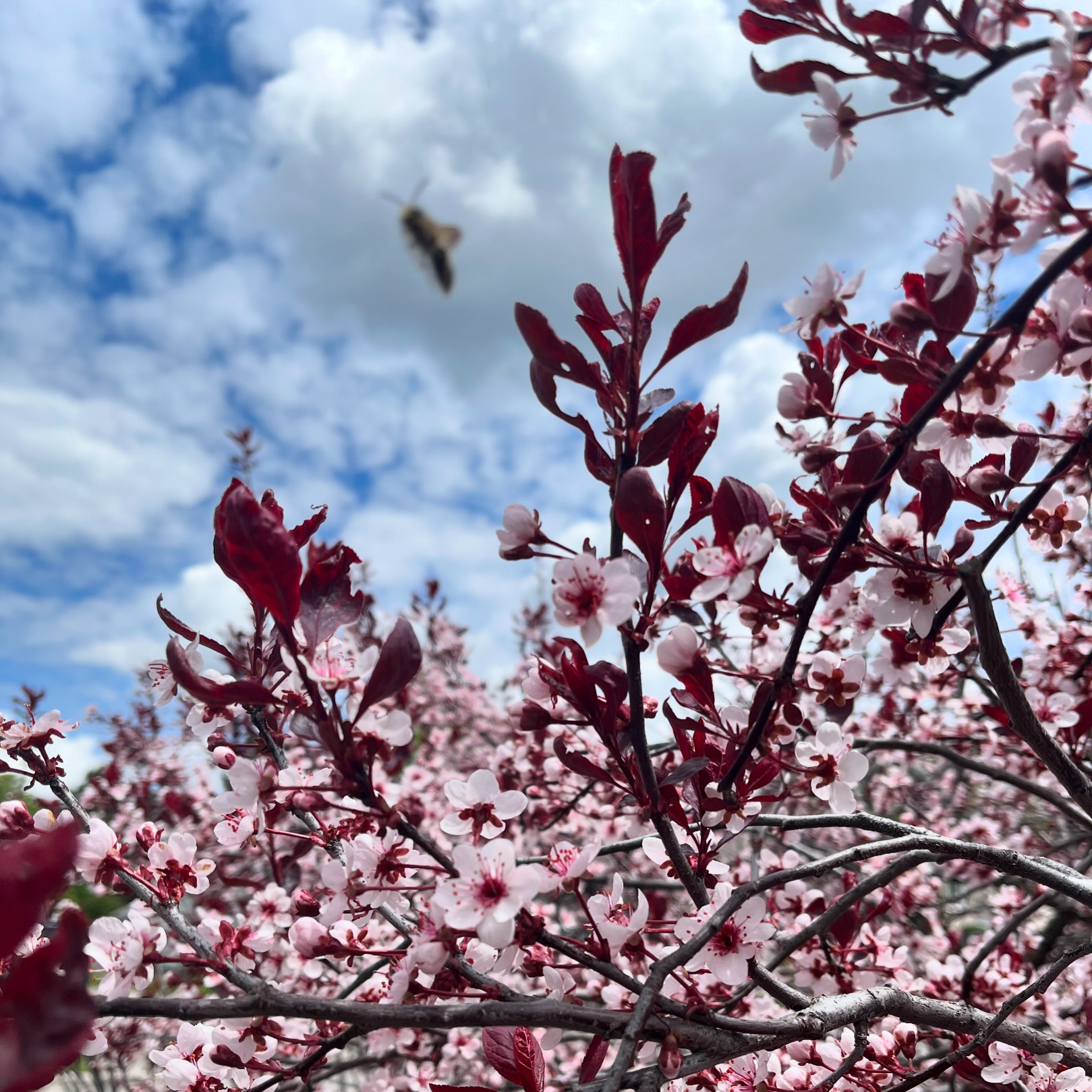 Spring